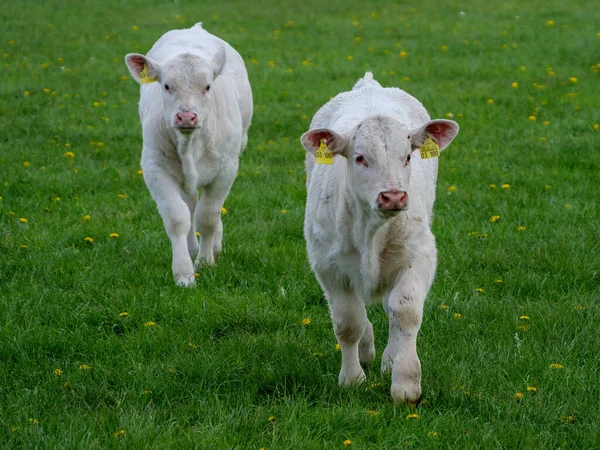 Коровы Лугу Вестфалии — стоковое фото