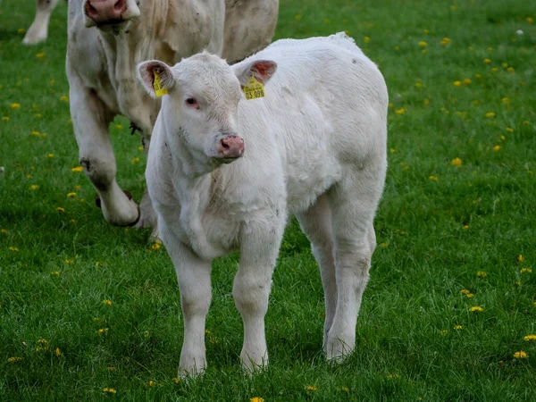 Vaches Sur Une Prairie Westphalie — Photo