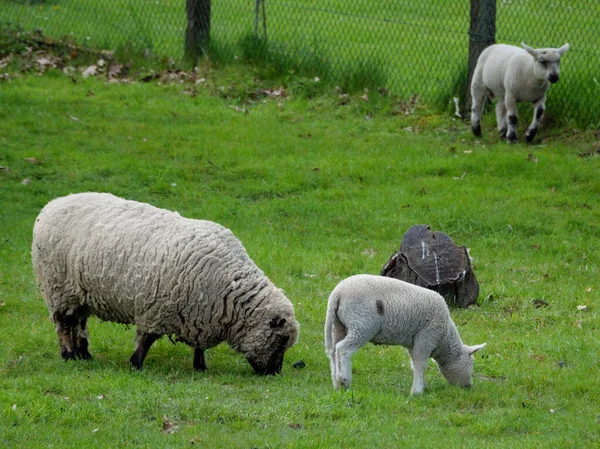 Sheeps Medaow Germany — Stock Photo, Image