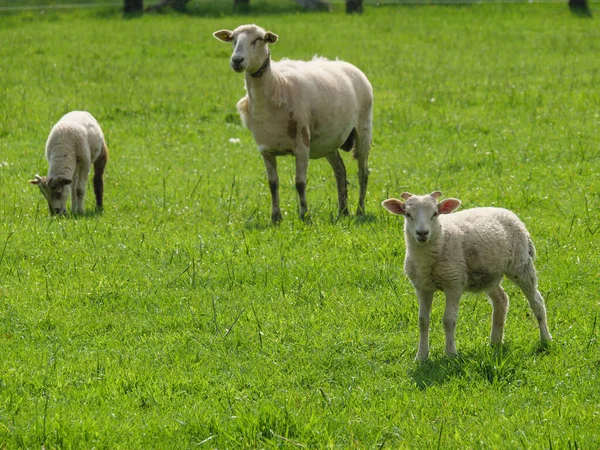ドイツの牧草地に羊を飼い — ストック写真