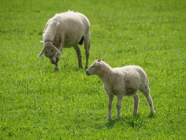 Schafe Auf Einer Medaille Deutschland — Stockfoto