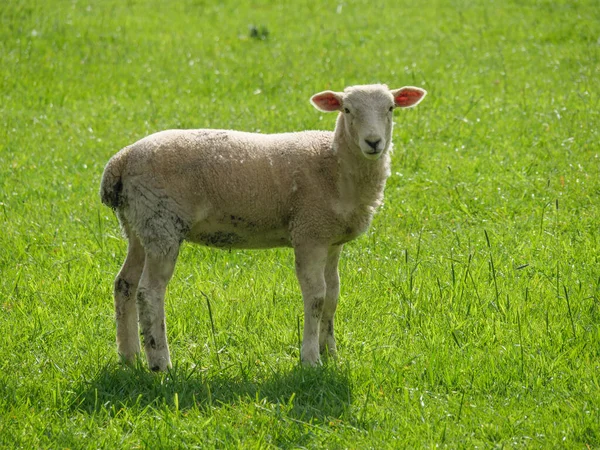 Schapen Een Medaow Duitsland — Stockfoto