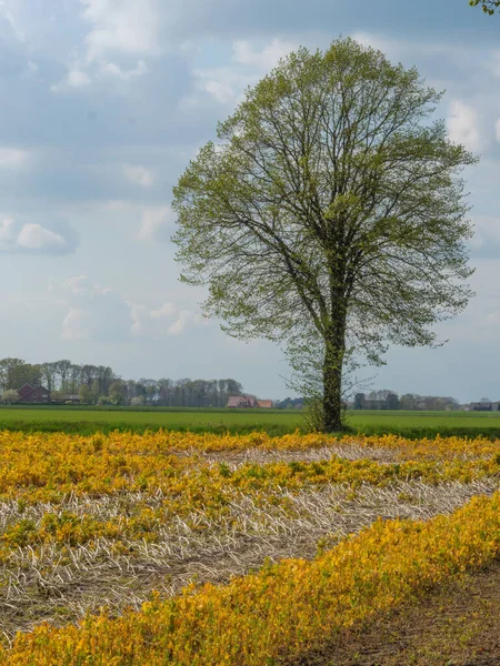 Весеннее Время Германии Muensterland — стоковое фото