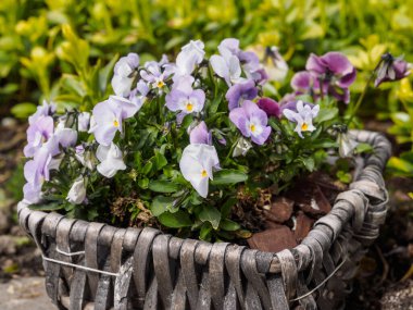 Alman bahçesinde bahar geldi.