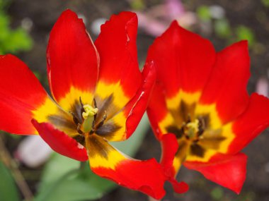 Alman bahçesinde bahar geldi.