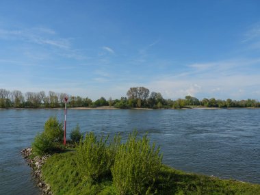 Rees at the river rhine in German