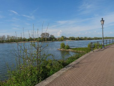 Rees at the river rhine in German