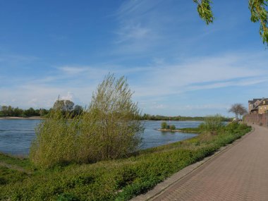 Rees at the river rhine in German
