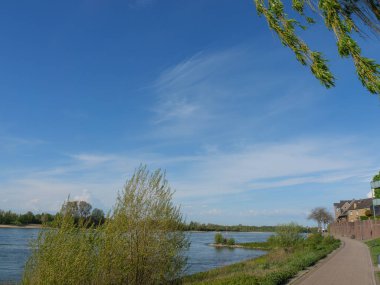 Rees at the river rhine in German