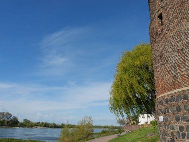 Rees at the river rhine in German