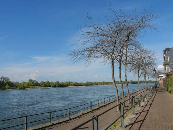 德国莱茵河边的芦苇 — 图库照片