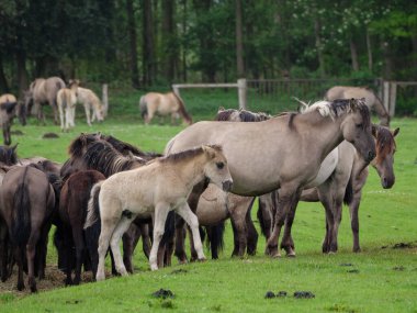 Vahşi atlar Westphalia 'da bir çayırda