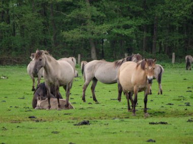 Vahşi atlar Westphalia 'da bir çayırda