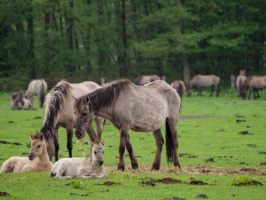 Vahşi atlar Westphalia 'da bir çayırda
