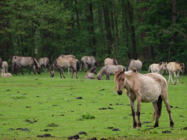 Vahşi atlar Westphalia 'da bir çayırda