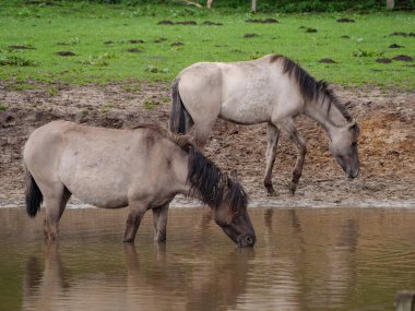 Vahşi atlar Westphalia 'da bir çayırda