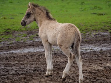 Vahşi atlar Westphalia 'da bir çayırda