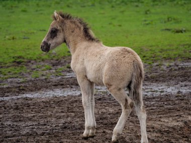 Vahşi atlar Westphalia 'da bir çayırda