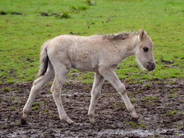 Vahşi atlar Westphalia 'da bir çayırda
