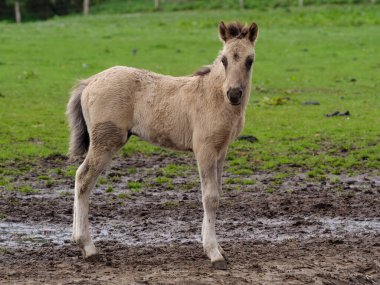 Vahşi atlar Westphalia 'da bir çayırda