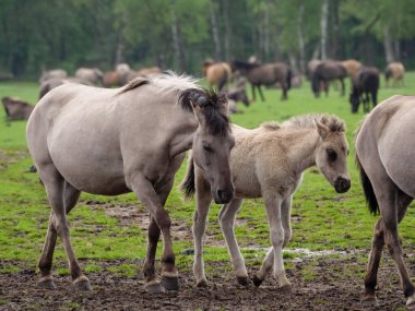 Vahşi atlar Westphalia 'da bir çayırda