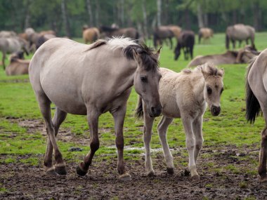 Vahşi atlar Westphalia 'da bir çayırda