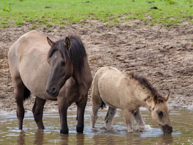 Vahşi atlar Westphalia 'da bir çayırda