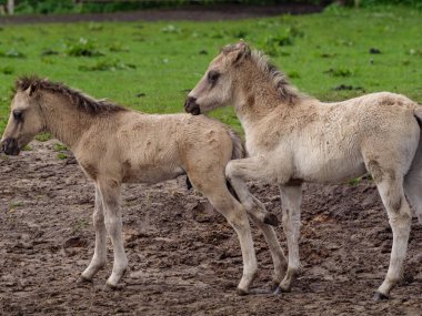 Vahşi atlar Westphalia 'da bir çayırda