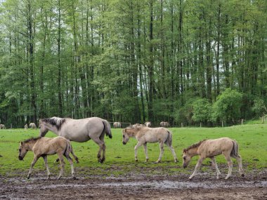 Vahşi atlar Westphalia 'da bir çayırda