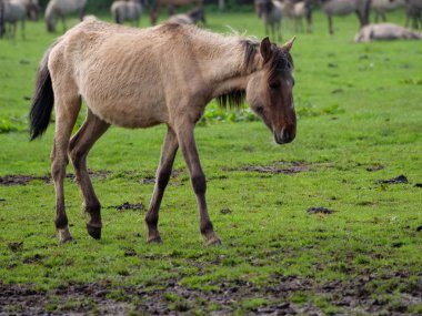 Vahşi atlar Westphalia 'da bir çayırda