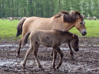 Vahşi atlar Westphalia 'da bir çayırda