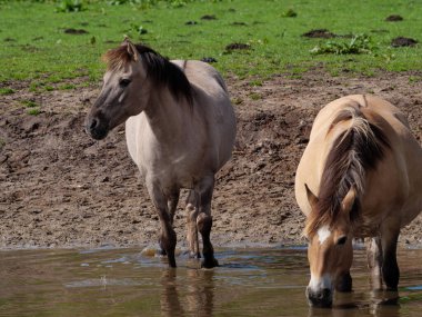 Vahşi atlar Westphalia 'da bir çayırda