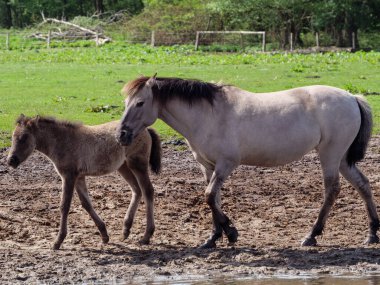 Vahşi atlar Westphalia 'da bir çayırda