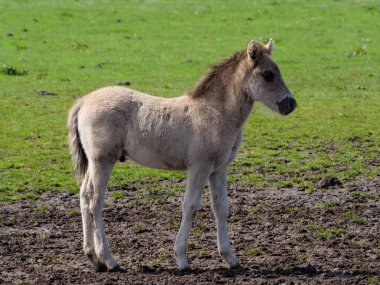 Vahşi atlar Westphalia 'da bir çayırda