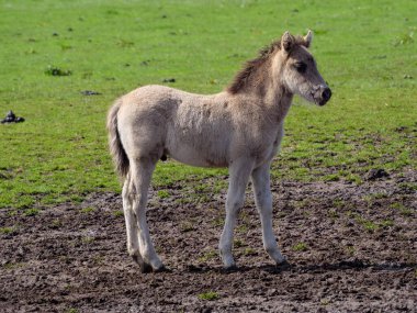 Vahşi atlar Westphalia 'da bir çayırda