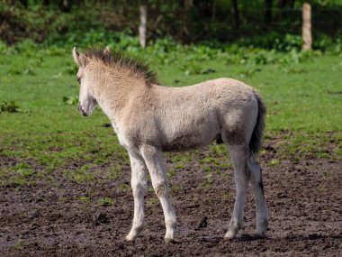 Vahşi atlar Westphalia 'da bir çayırda