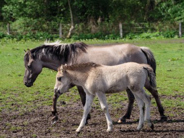 Vahşi atlar Westphalia 'da bir çayırda