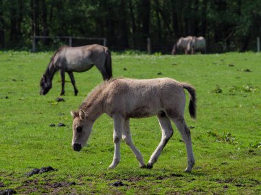 Vahşi atlar Westphalia 'da bir çayırda