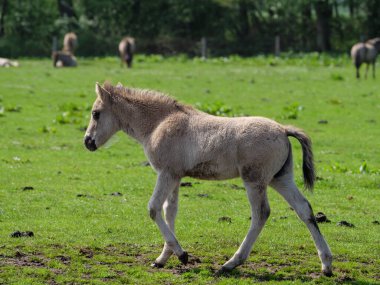 Vahşi atlar Westphalia 'da bir çayırda