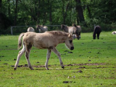 Vahşi atlar Westphalia 'da bir çayırda