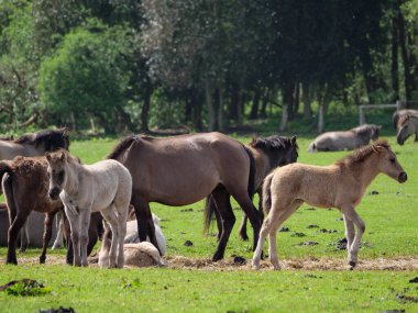 Vahşi atlar Westphalia 'da bir çayırda
