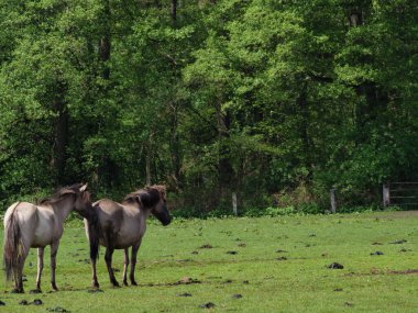 Vahşi atlar Westphalia 'da bir çayırda