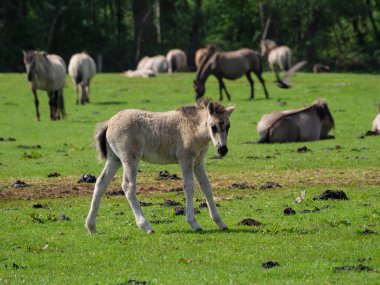 Vahşi atlar Westphalia 'da bir çayırda