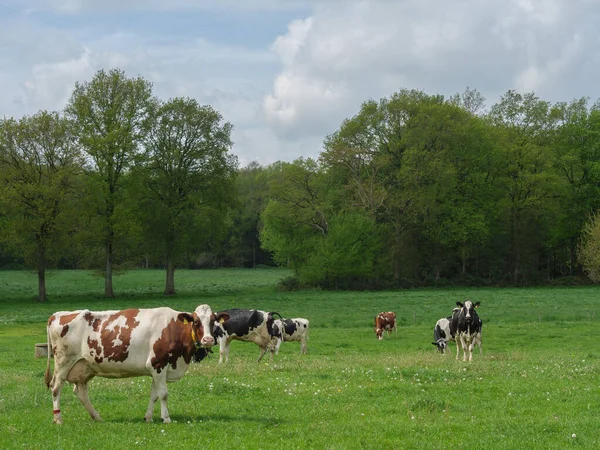 Koeien Een Weide Duitsland — Stockfoto