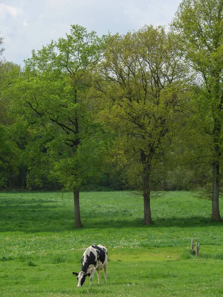 Vacas Prado Alemanha — Fotografia de Stock