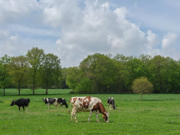 Koeien Een Weide Duitsland — Stockfoto