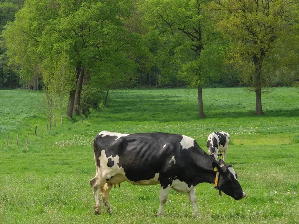 Koeien Een Weide Duitsland — Stockfoto