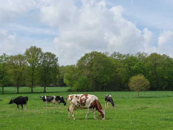 Koeien Een Weide Duitsland — Stockfoto