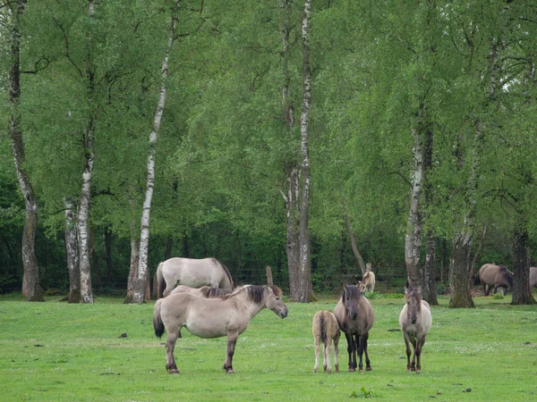 Chevaux Sauvages Sur Une Prairie Westphalie — Photo