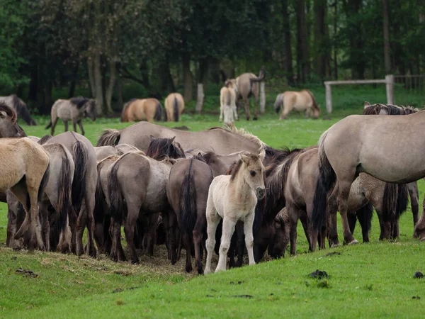 Wild Horses Meadow Westphalia — Stock Photo, Image